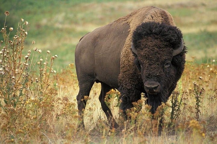 3-Day Kis-Balaton Wildlife Safari and Traditional Cottage Stay