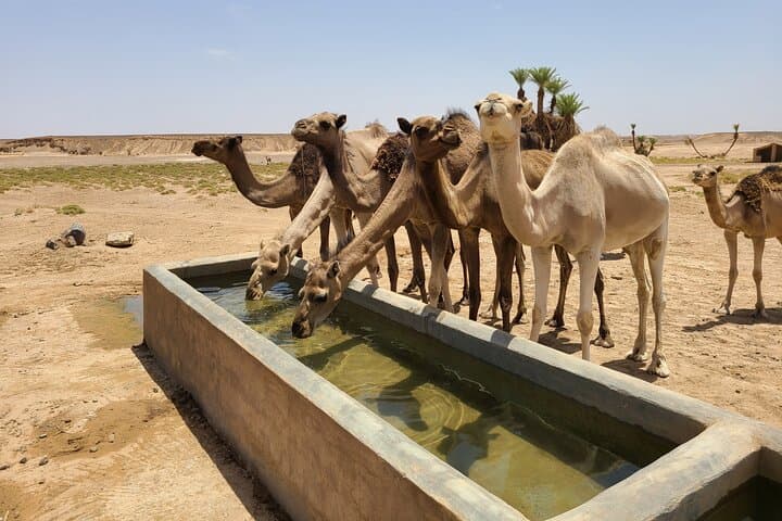 5-Day Berber Escape to Erg Chegaga: Desert Bivouac from Marrakech photo 3