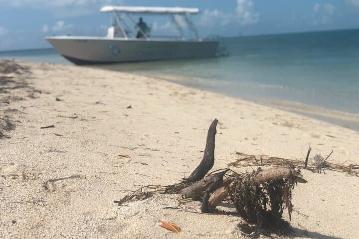 Key West Snorkel, Sandbar & Dolphin Excursion — Private Glass-Bottom Boat Trip photo 5
