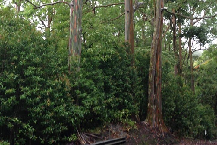 Halfway to Hāna Sightseeing Adventure — Rainforest Waterfalls & Coastal Lookouts photo 2