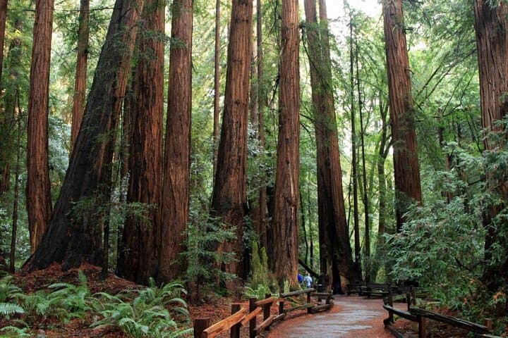 Muir Woods Express and Golden Gate Bridge Half-Day Tour from San Francisco photo 2