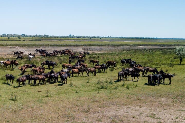 Private Danube Delta Boat to Letea Forest — Wild Horses, Sand Islands & Village Walk photo 4