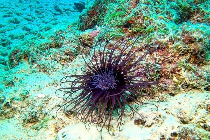 Try Scuba Diving in Split — Beginner Introductory Dive Trip in Croatia photo 3