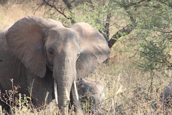 Full-Day Ngorongoro Crater Private Tour: Wildlife Game Drive from Arusha photo 1