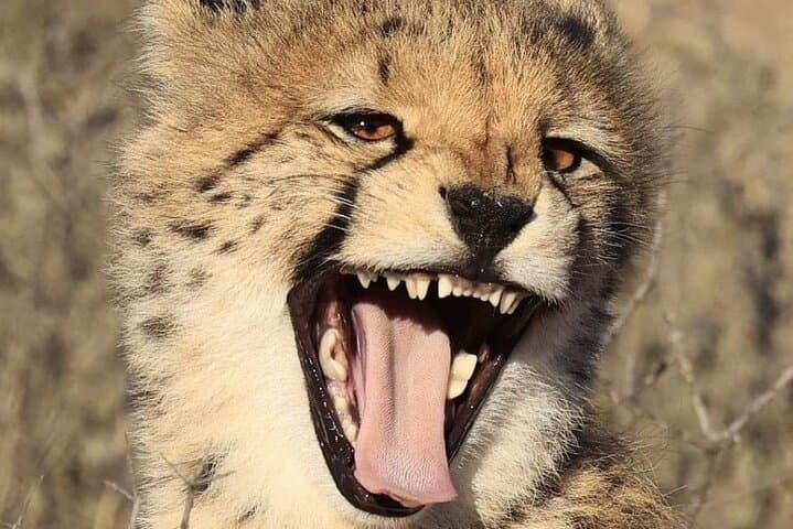 Ann van Dyk Cheetah Centre: Morning Cheetah Run and Guided Wildlife Tour photo 3
