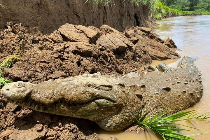Jason Crocodile Tours: Guided Crocodile-Watching on Costa Rica’s Tárcoles River photo 3