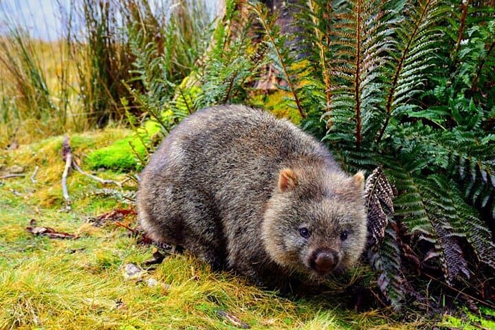 Cradle Mountain Day Tour from Launceston: Dove Lake, Enchanted Forest & Ashgrove Cheese photo 2