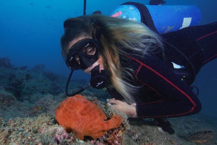 Isla del Caño Diving Tour from Drake Bay — Certified Divers' Guide