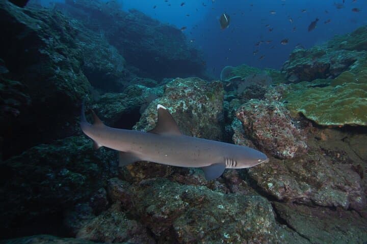 Isla del Caño Diving Tour from Drake Bay — Certified Divers' Guide photo 4