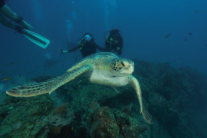 Isla del Caño Diving Tour from Drake Bay — Certified Divers' Guide photo 5