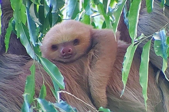 Manuel Antonio Guided Wildlife Walk: See Monkeys & Sloths in Costa Rica photo 2