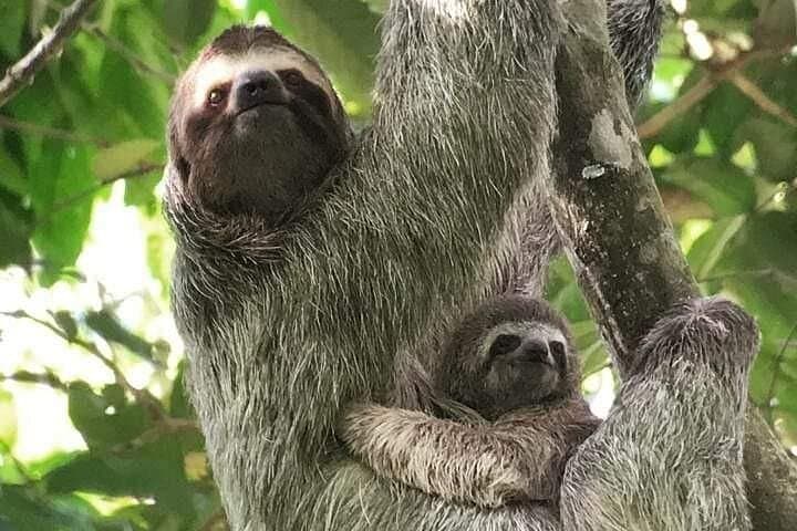 Manuel Antonio Guided Wildlife Walk: See Monkeys & Sloths in Costa Rica photo 1