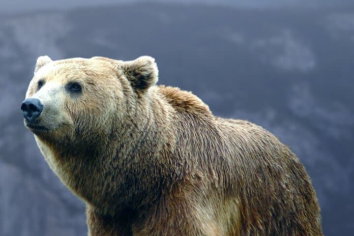 Bear Sanctuary, Bran Castle & Brasov Day Trip from Bucharest — Private Tour photo 2