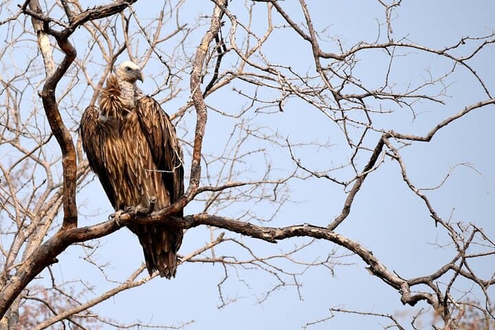 Tiger, Temple & Ancient Caves: 8-Day Pench, Satpura & Bhopal Wildlife and Heritage Tour photo 6