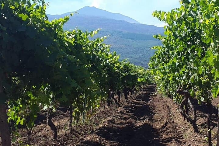 Off-Road Etna Trek & Winery Lunch — Lava Front, Grotta dei Ladroni and Etna Wines photo 4