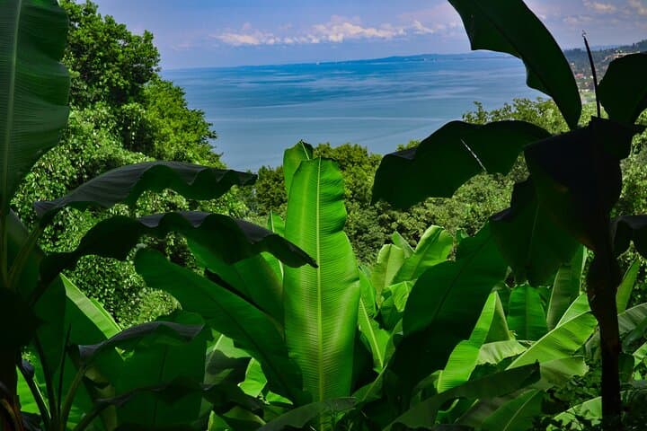 Batumi to Mtirala National Park and Batumi Botanical Garden: Private Day Tour photo 4