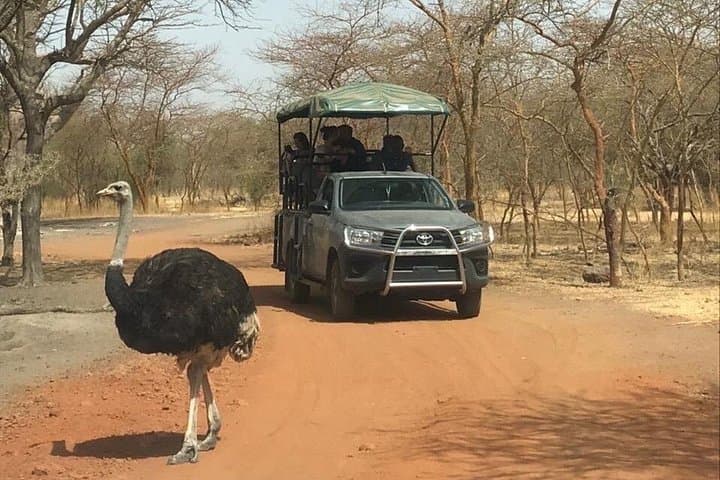 Bandia Reserve 4x4 Safari: Half-Day Wildlife Drive Near Saly, Senegal