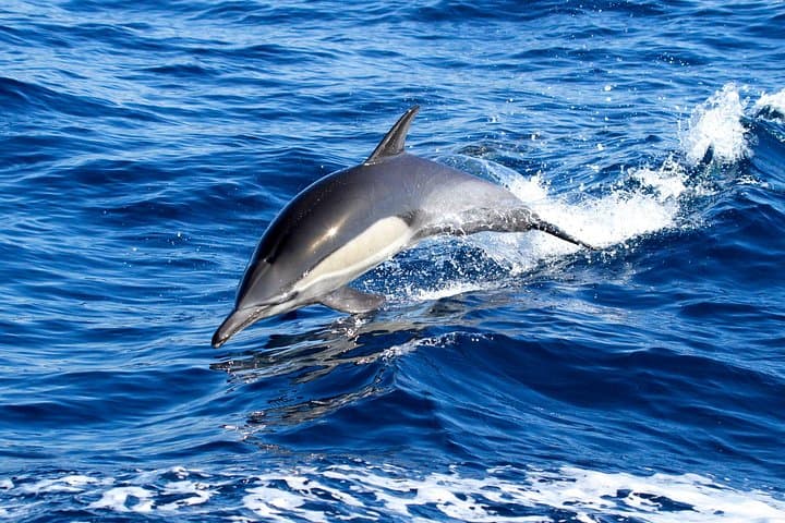 Dana Point Whale Watching: 2-Hour Ocean Cruise to See Whales & Dolphins photo 3