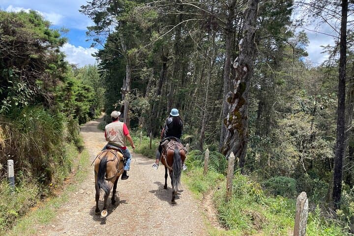 Horseback Riding Near Medellín: Scenic Trails, Rivers & Pine Forests