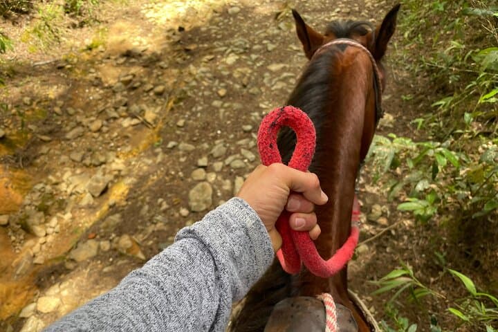 Horseback Riding Near Medellín: Scenic Trails, Rivers & Pine Forests photo 6