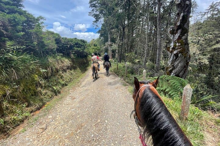 Horseback Riding Near Medellín: Scenic Trails, Rivers & Pine Forests photo 4