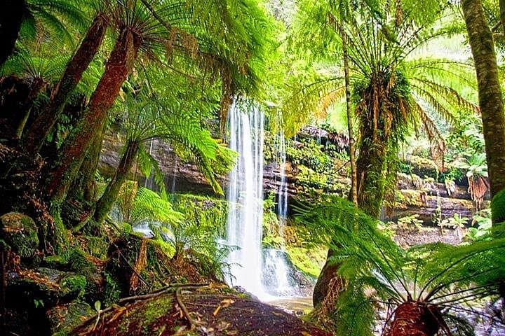 Day Trip to Mt Field National Park & Russell Falls from Hobart photo 4