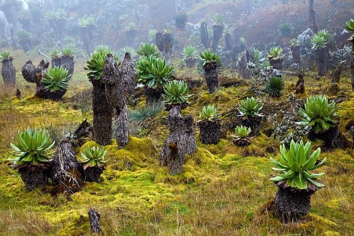 Summiting Margherita: 10-Day Rwenzori Kilembe Route Trek photo 2
