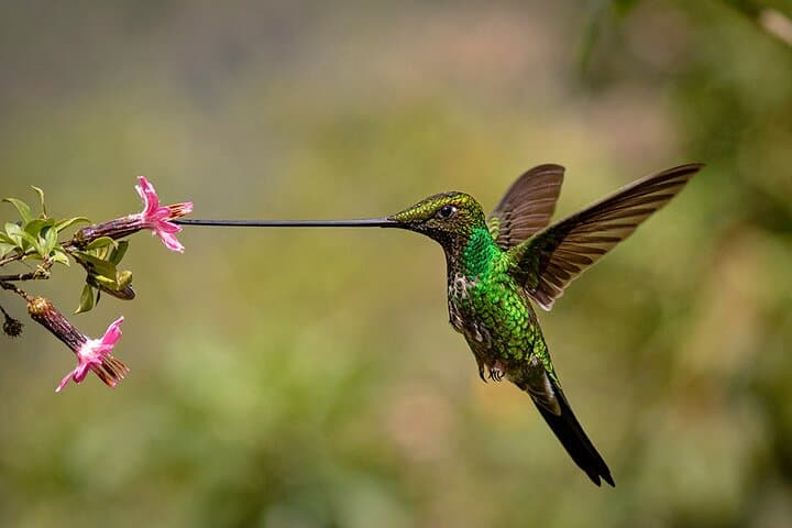 Zuroloma Photo & Bird-Watching Private Tour — Andean Cloud Forest Hummingbird Route