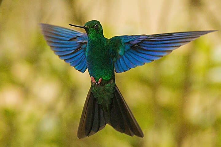 Yanacocha Reserve Birding: Hummingbirds & Cloud-Forest Day Tour from Quito photo 4