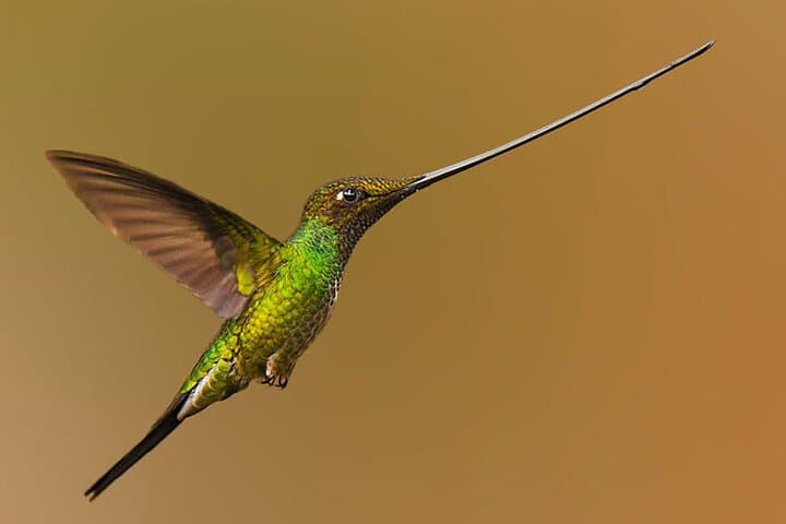 Yanacocha Reserve Birding: Hummingbirds & Cloud-Forest Day Tour from Quito photo 5