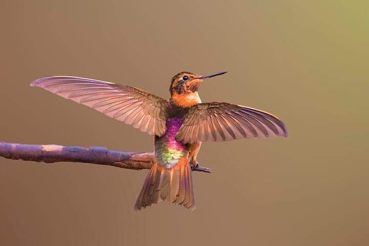 Yanacocha Reserve Birding: Hummingbirds & Cloud-Forest Day Tour from Quito photo 6