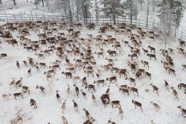 Authentic Reindeer Husbandry Experience in Levi — Olos & Pallas Wilderness