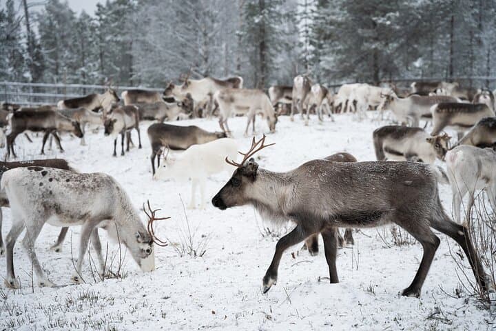 Authentic Reindeer Husbandry Experience in Levi — Olos & Pallas Wilderness photo 2