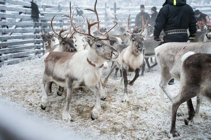 Authentic Reindeer Husbandry Experience in Levi — Olos & Pallas Wilderness photo 4