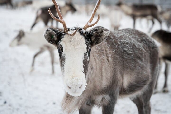 Authentic Reindeer Husbandry Experience in Levi — Olos & Pallas Wilderness photo 5