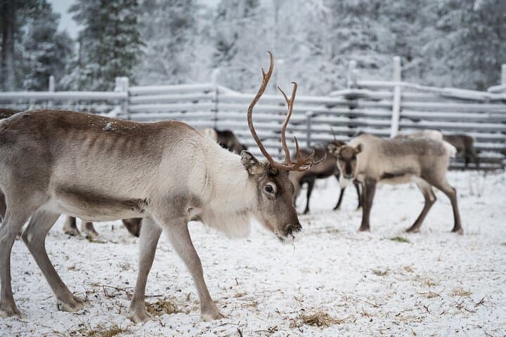 Authentic Reindeer Husbandry Experience in Levi — Olos & Pallas Wilderness photo 6