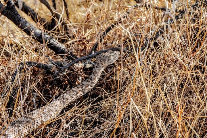 Full-Day Hike in Joshua Tree National Park — Guided High Desert Walks & History photo 2