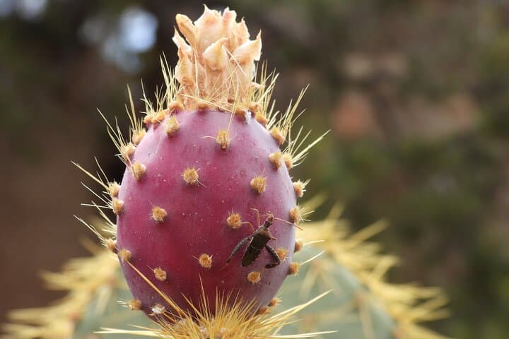 Explore Joshua Tree National Park: A Half-Day Guided Hike Through Desert Wonders photo 2