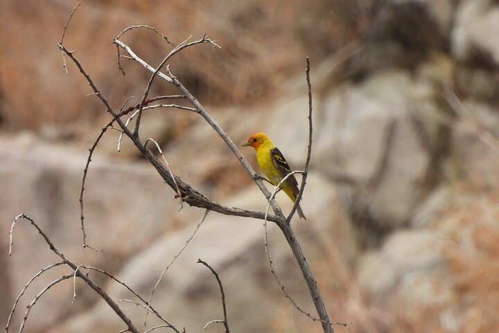 Explore Joshua Tree National Park: A Half-Day Guided Hike Through Desert Wonders photo 5