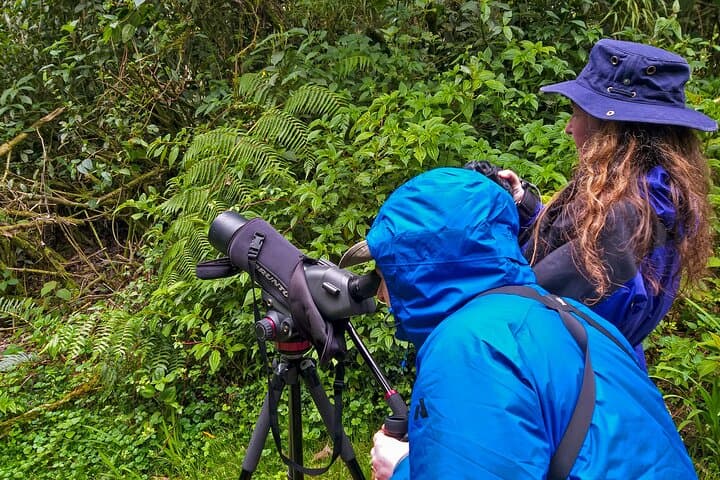 Yanacocha Reserve Birding: Hummingbirds & Cloud-Forest Day Tour from Quito photo 3