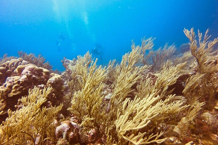 Full-Day Scuba Diving in the Rosario Islands — Isla Grande Reefs & Wreck Dives photo 5