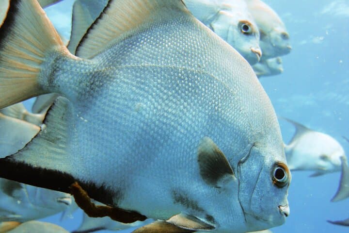 Full-Day Scuba Diving in the Rosario Islands — Isla Grande Reefs & Wreck Dives photo 2