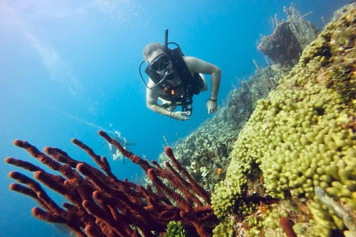 Full-Day Scuba Diving in the Rosario Islands — Isla Grande Reefs & Wreck Dives photo 3