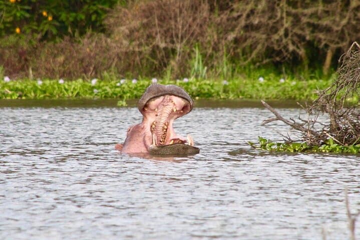 Walk Among Wildlife on Crescent Island: Day Tour from Nairobi to Lake Naivasha photo 2