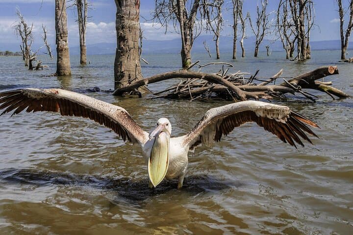 Walk Among Wildlife on Crescent Island: Day Tour from Nairobi to Lake Naivasha photo 6