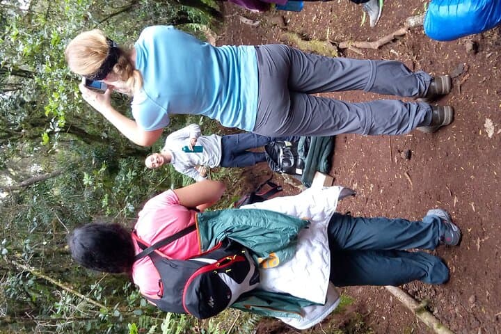Kilimanjaro Day Hike to Mandara Hut — Rainforest Scramble from Moshi or Arusha photo 4