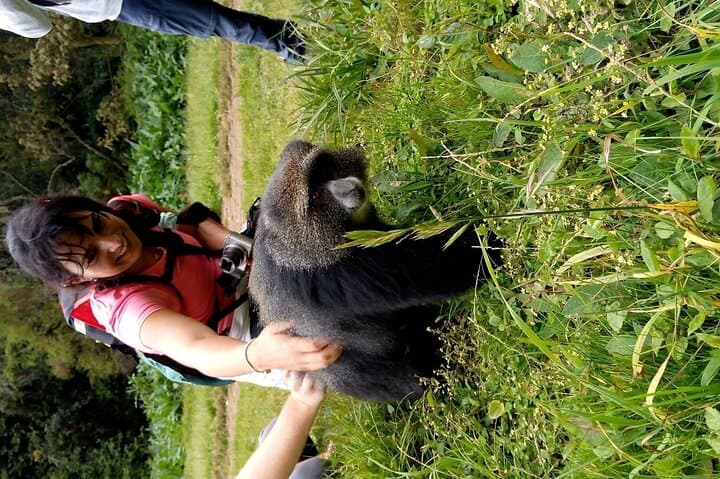 Kilimanjaro Day Hike to Mandara Hut — Rainforest Scramble from Moshi or Arusha photo 2