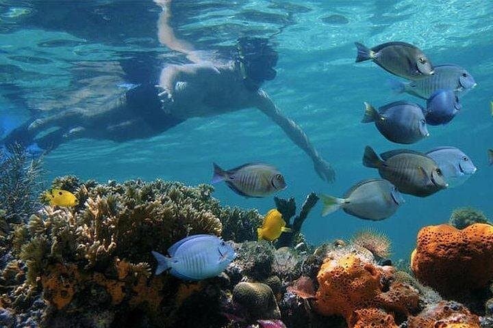 Dhow Cruise to Mnemba Island: Full-Day Snorkeling & Dolphin Watching from Nungwi