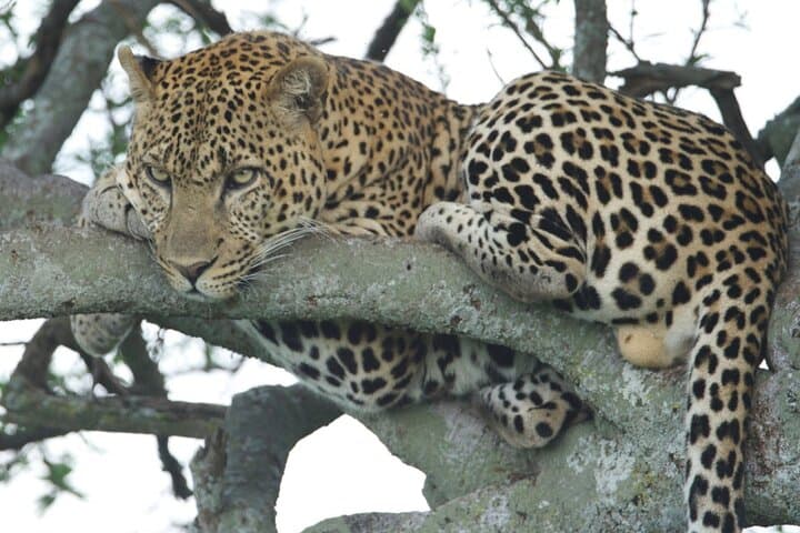 10-Day Private Honeymoon Kenya Safari and Beach: Maasai Mara, Amboseli & Mombasa photo 5