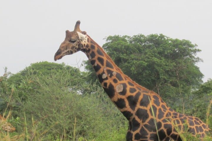 Day Trip to Lake Mburo: Wildlife & Boat Safari from Kampala photo 6